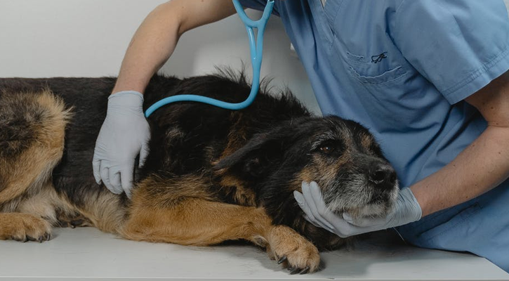 Dog Checkup Internal Medicine