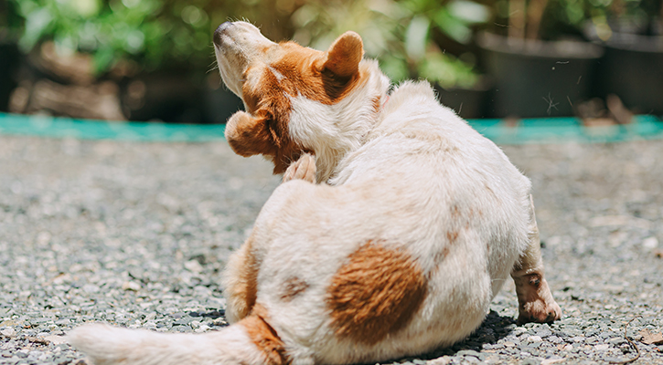 allergy-and-skin-problems Parasite Prevention