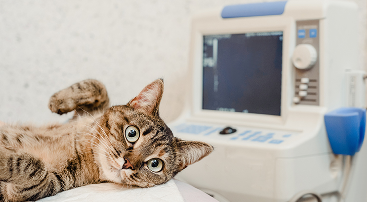 pet-ultrasound Radiology